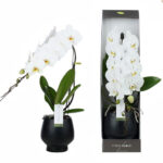 PHALAENOPSIS FORMIDABLO