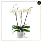 PHALAENOPSIS THEATRO CLASSICO