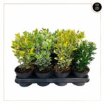 EUONYMUS JAPONICUS