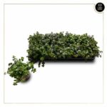 SEDUM TETRACTINUM 'CORAL REEF'