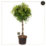 FICUS EXOTICA