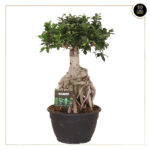 FICUS MICROCARPA GINSENG