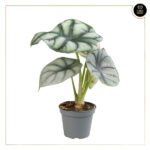 ALOCASIA SILVER DRAGON