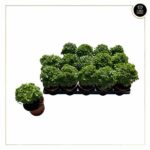 OCIMUM BASILICUM MINIMUM