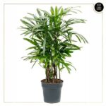 RHAPIS EXCELSA
