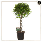 FICUS EXOTICA TRONCO ESPIRAL