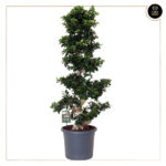FICUS MICROCARPA GINSENG S-TYPE