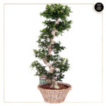 FICUS MICROCARPA GINSENG C/ CESTA