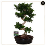 FICUS MICROCARPA GINSENG S-TYPE C/ VASO