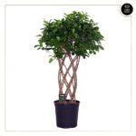 FICUS ENTRANÇADO