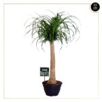 BEAUCARNEA RECURVATA