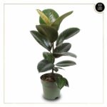 FICUS ELASTICA ROBUSTA