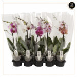 PHALAENOPSIS APHRODITE