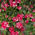 ROSA GIGI PARADE - Image 2
