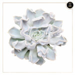 ECHEVERIA THRILLER PEARL - Image 2
