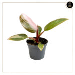 PHILODENDRON PINK PRINCESS